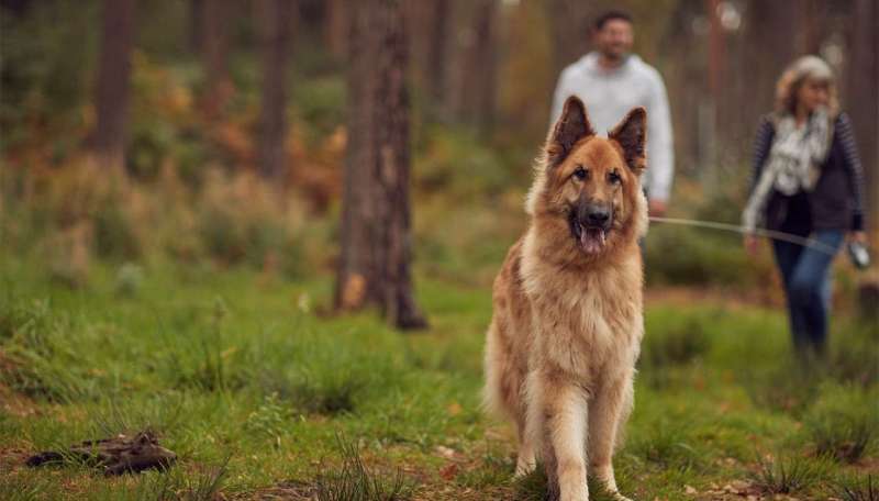 Best Dog-friendly Accommodation Ireland