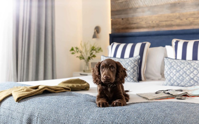 Best Dog-friendly Accommodation Lake District