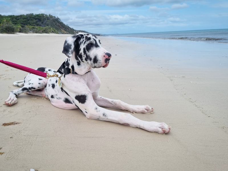 Best Dog Friendly Beaches Qld