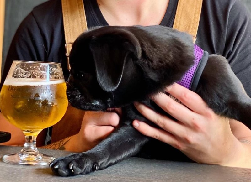 Best Dog Friendly Breweries Near Me