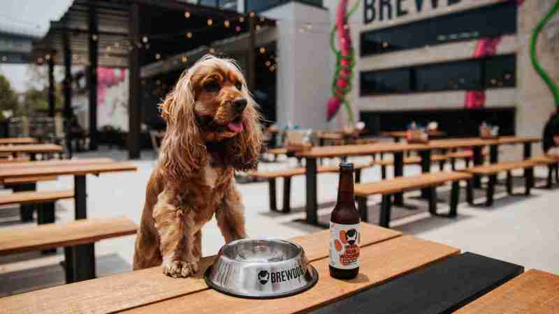 Best Dog Friendly Cafes