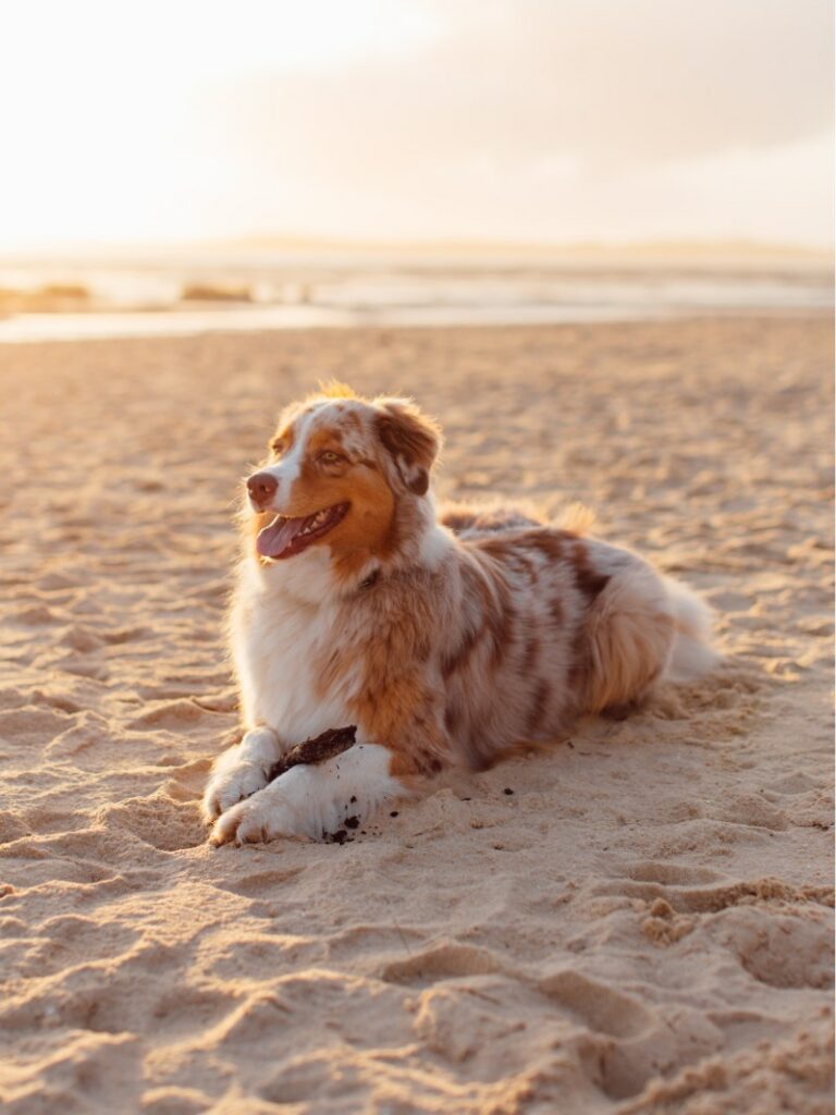 Best Dog Friendly East Coast Beaches