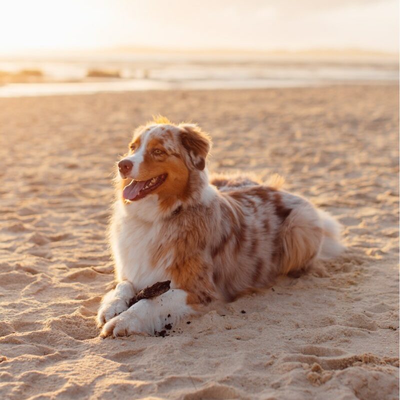 Best Dog Friendly East Coast Beaches