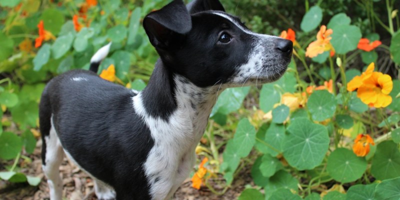 Best Dog Friendly Garden Centres Near Me