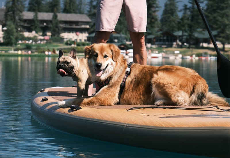 Best Dog Friendly Hikes Jasper