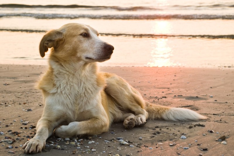 Best Dog Friendly Hikes Orange County