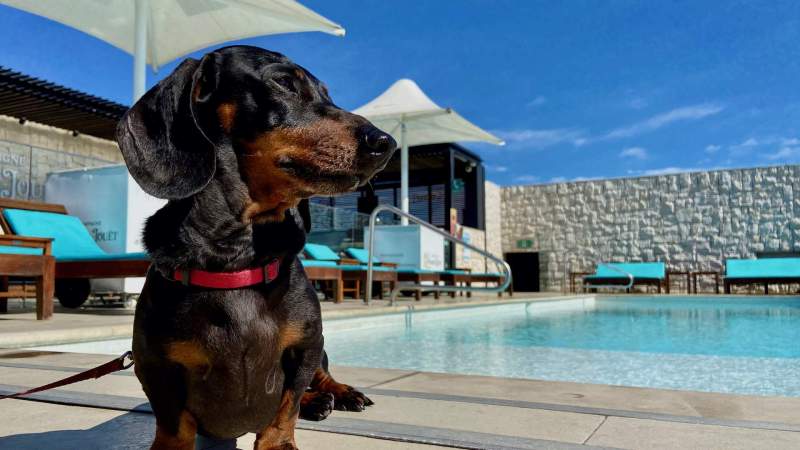 Best Dog Friendly Holidays Australia