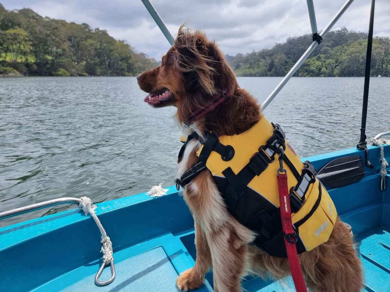Best Dog Friendly Holidays Nsw