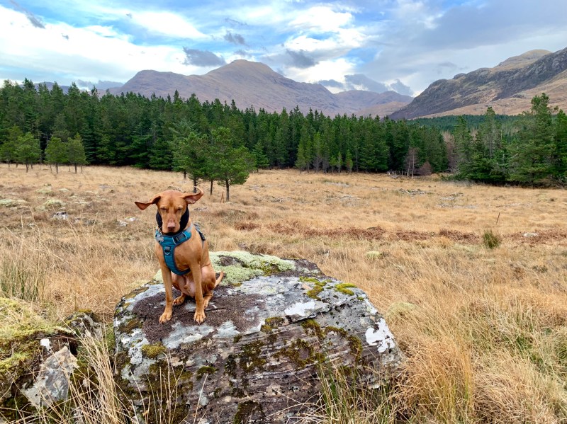 Best Dog Friendly Holidays Uk
