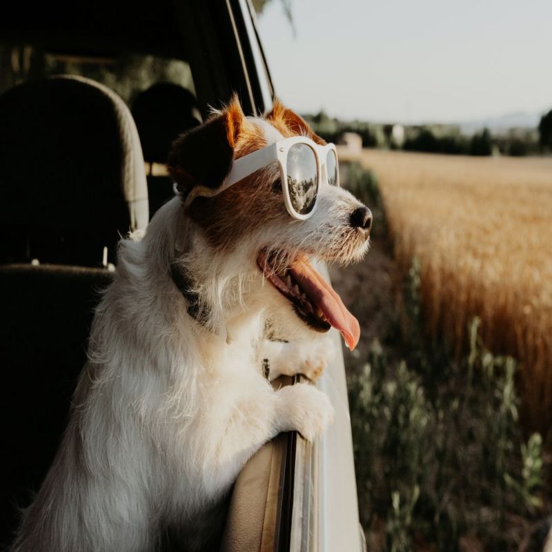 Best Dog Friendly Hotels Ireland
