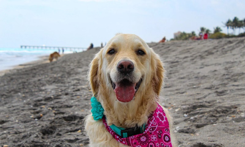 Best Dog Friendly Hotels Oregon Coast