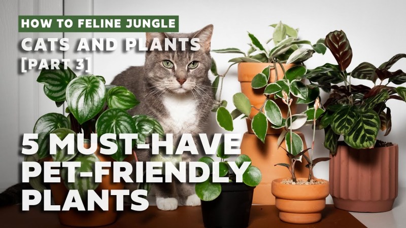 Best Dog Friendly Indoor Plants