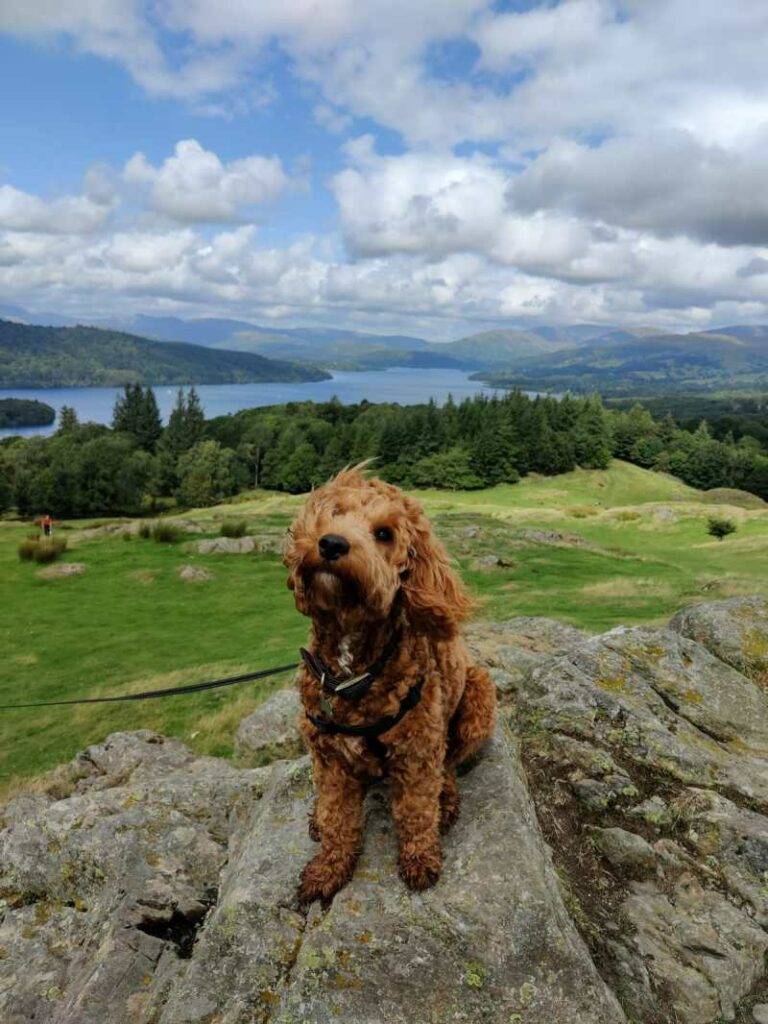 Best Dog Friendly Lake District Hotels