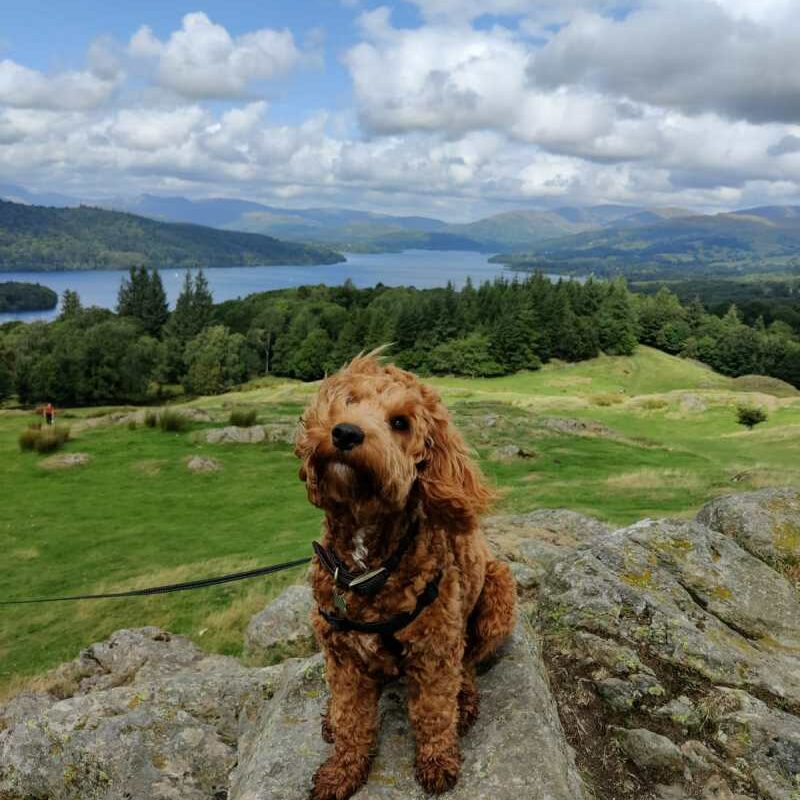Best Dog Friendly Lake District Hotels