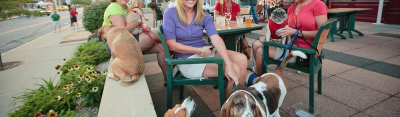 Best Dog Friendly Lunch Spots Near Me