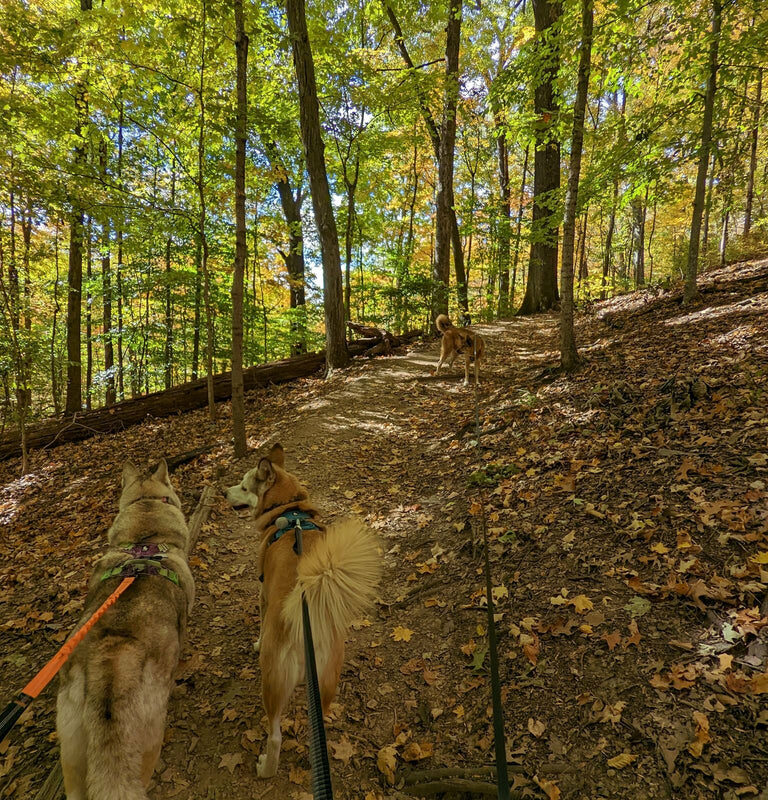 Best Dog Friendly Nashville