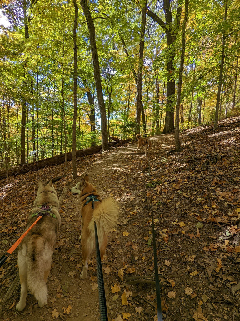Best Dog Friendly Nashville
