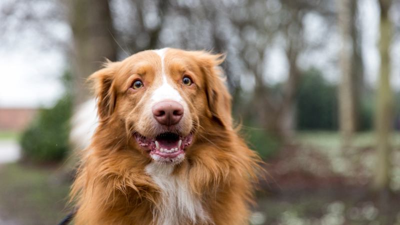 Best Dog Friendly National Trust Near Me