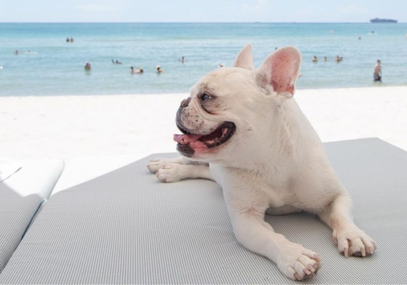 Best Dog Friendly Nc Beaches