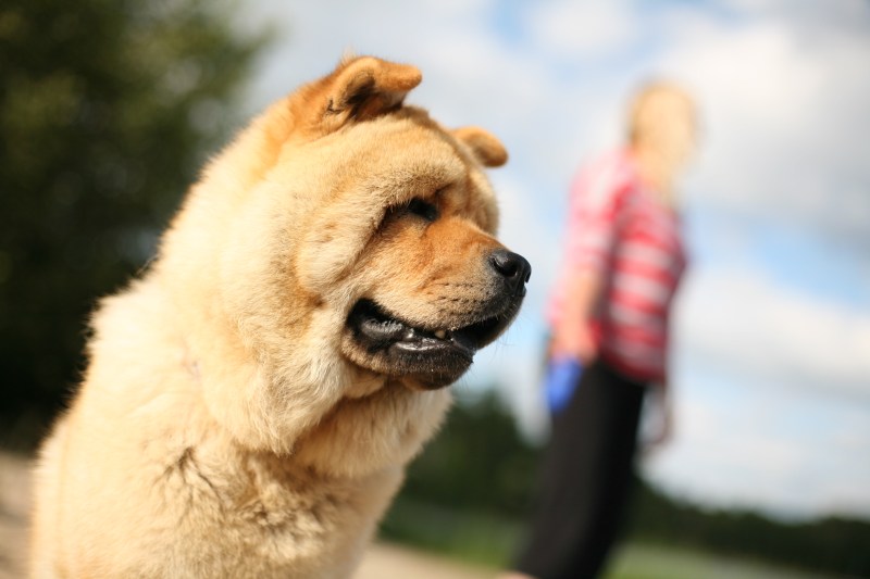 Best Dog Friendly Ontario Parks