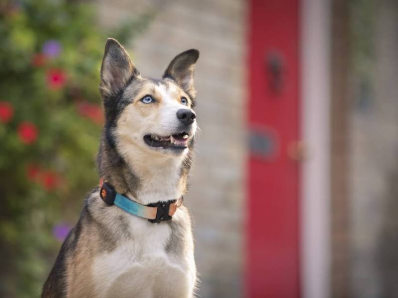 Best Dog Friendly Pubs Near Me