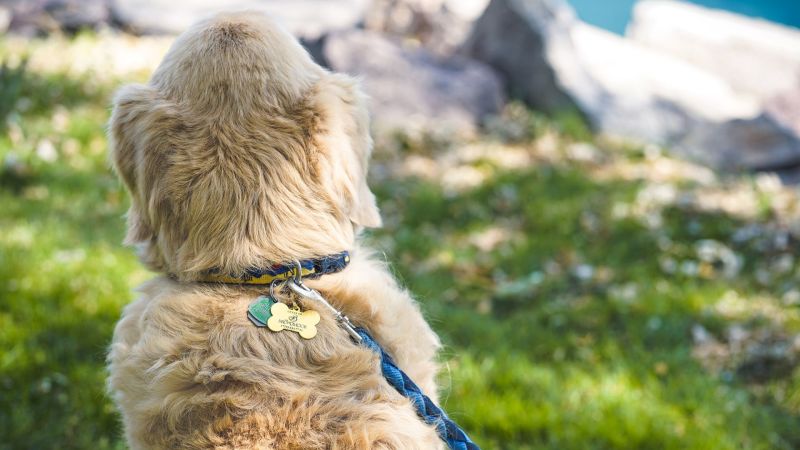 Best Dog Friendly Resorts Colorado