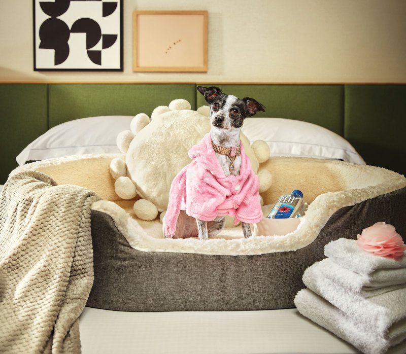 Best Dog Friendly Resorts In Virginia