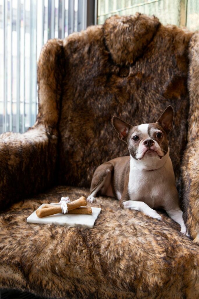 Best Dog Friendly Resorts Ny