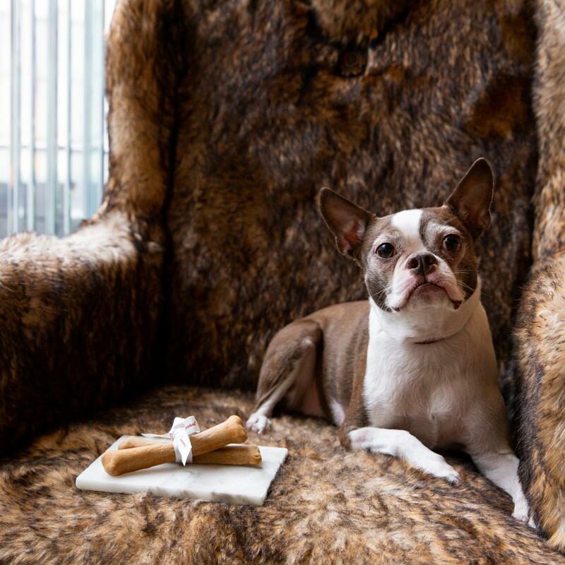Best Dog Friendly Resorts Ny