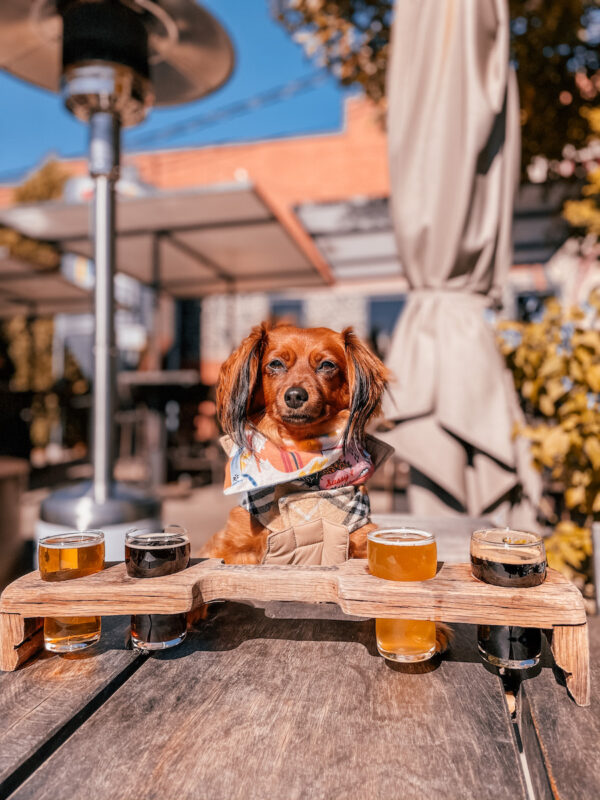 Best Dog Friendly Restaurants Denver