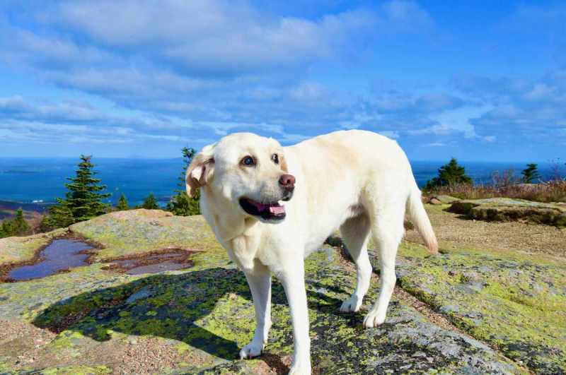 Best Dog Friendly Road Trips California