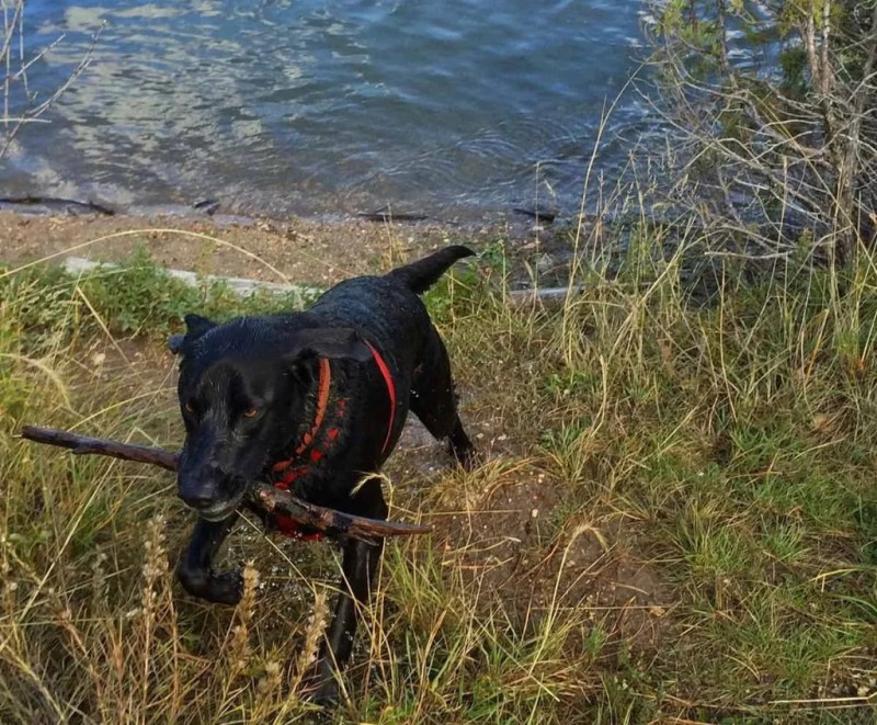 Best Dog Friendly Vacations Colorado