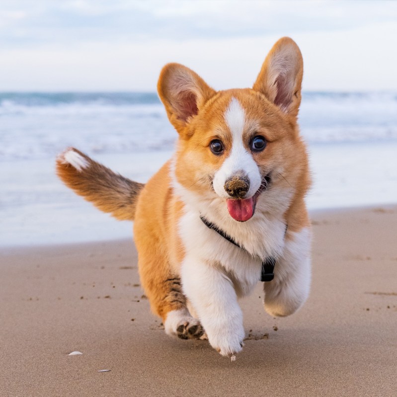 Best Dog Friendly Vacations In The Us