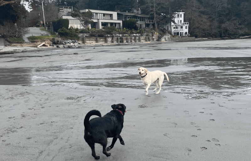 Best Dog Friendly Walks Victoria