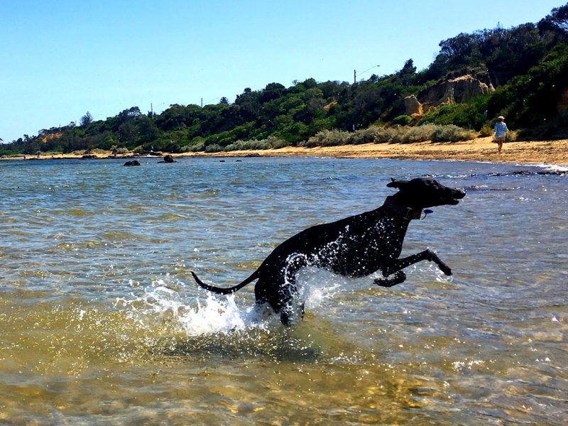 Best Pet Friendly Holidays Victoria