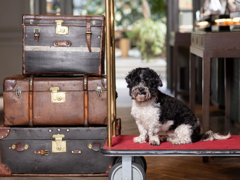 Best Pet Friendly Spa Resorts
