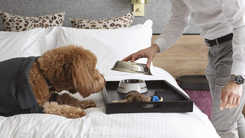 Best Pet Friendly Weekend Getaways Near Me