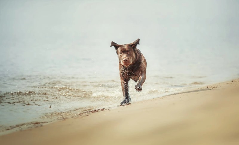 Best Us Vacations With Dogs