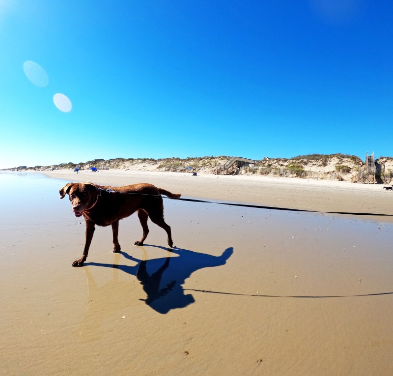 Cheap Dog Friendly Vacations Near Me
