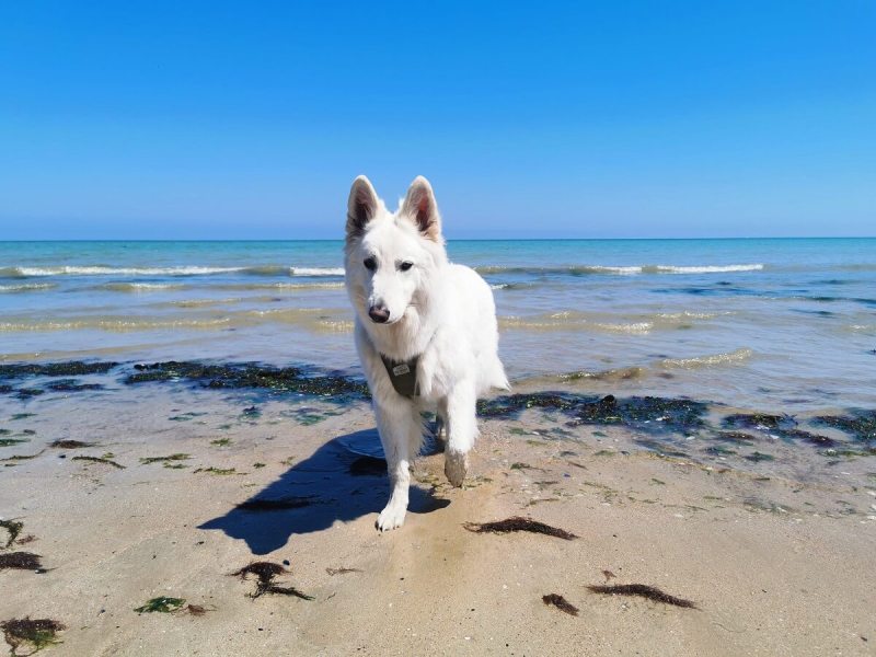 Dog Friendly Beach Vacations East Coast