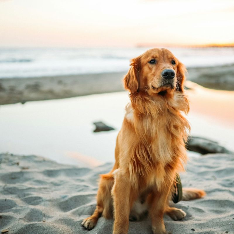Dog Friendly Beaches In East Coast