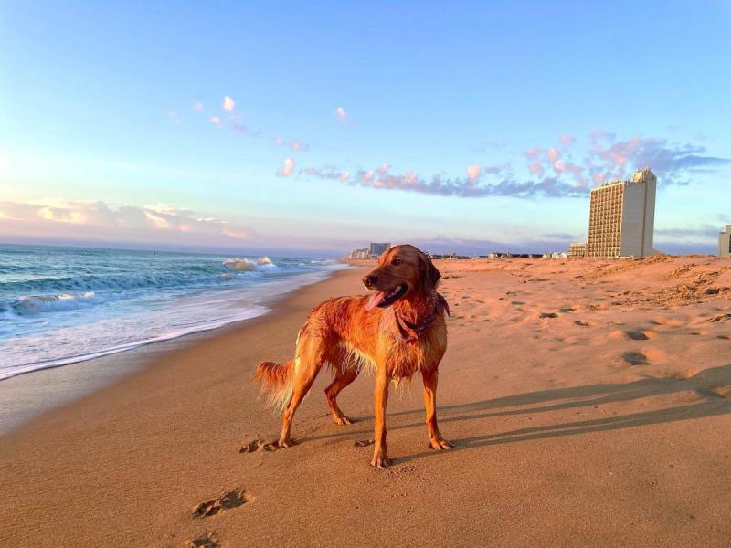Dog Friendly Beaches Near Me Now