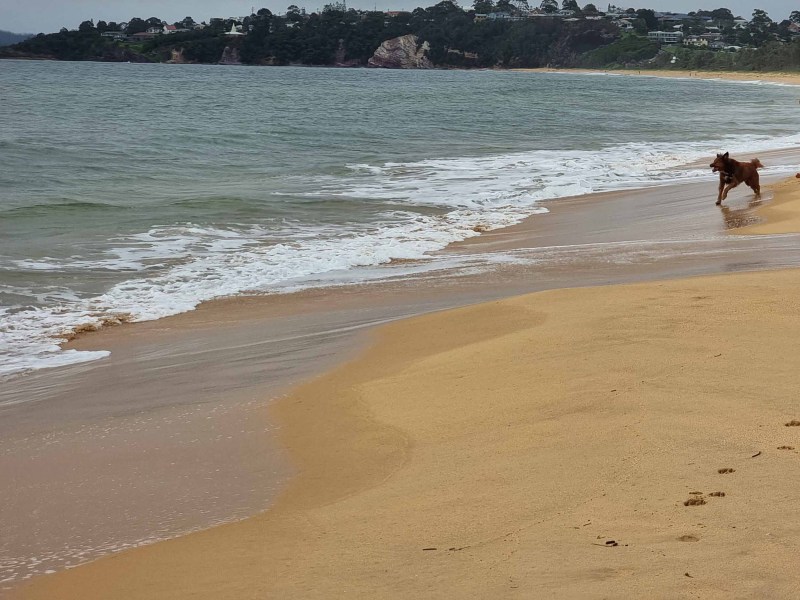 Dog Friendly Beaches On East Coast