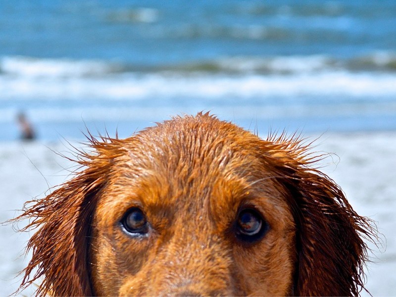 Dog Friendly Holidays By The Beach Uk