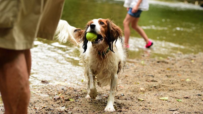 Dog Friendly Holidays Cornwall And Devon