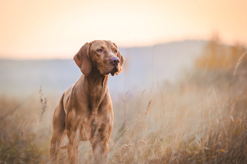 Dog Friendly Holidays Edinburgh