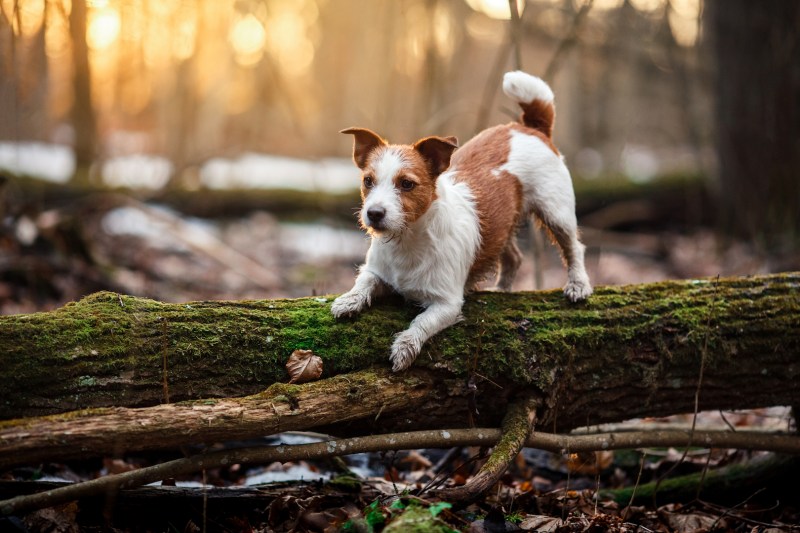Dog Friendly Holidays Herefordshire