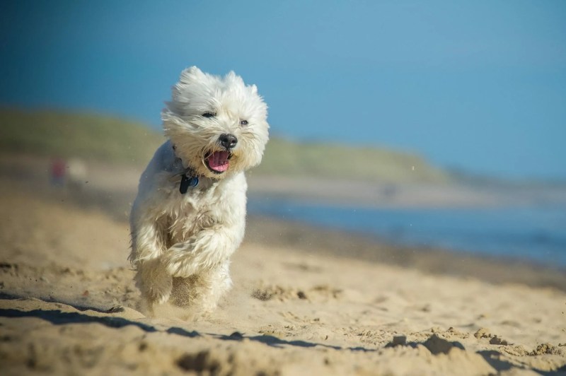 Dog Friendly Holidays Hunstanton