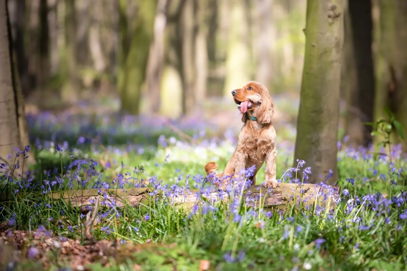 Dog Friendly Holidays Peak District