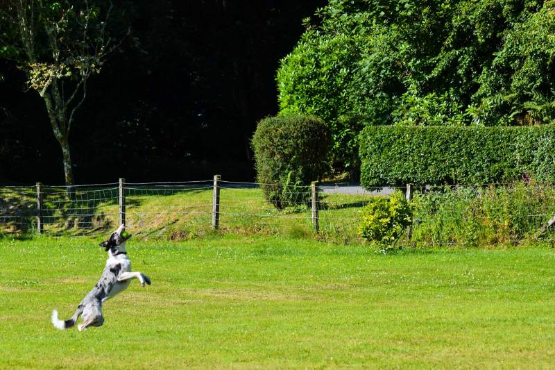 Dog Friendly Holidays With Enclosed Paddocks Uk